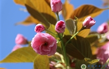 学院春花烂漫时（一）