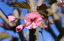 学院春花烂漫时（一）