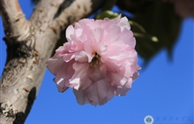 学院春花烂漫时（一）