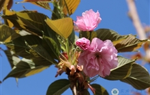 学院春花烂漫时（一）