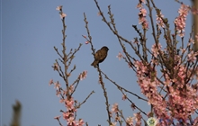 学院春花烂漫时（一）