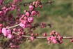春暖花开