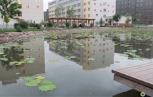 荷花池